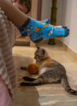 Spox Sox Kids Cats